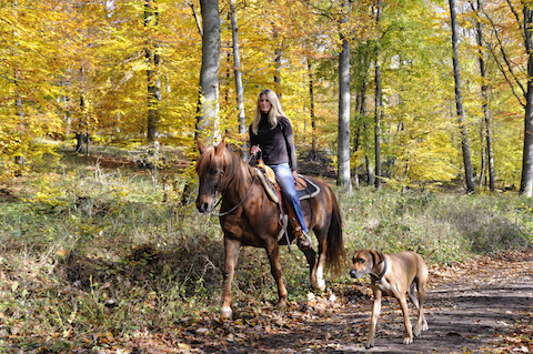 Frau auf Pferd mit Hund - Copyright by southerlycourse